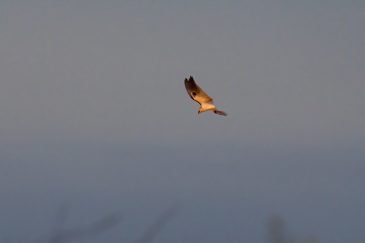 White-tailed Kite - ML617490441