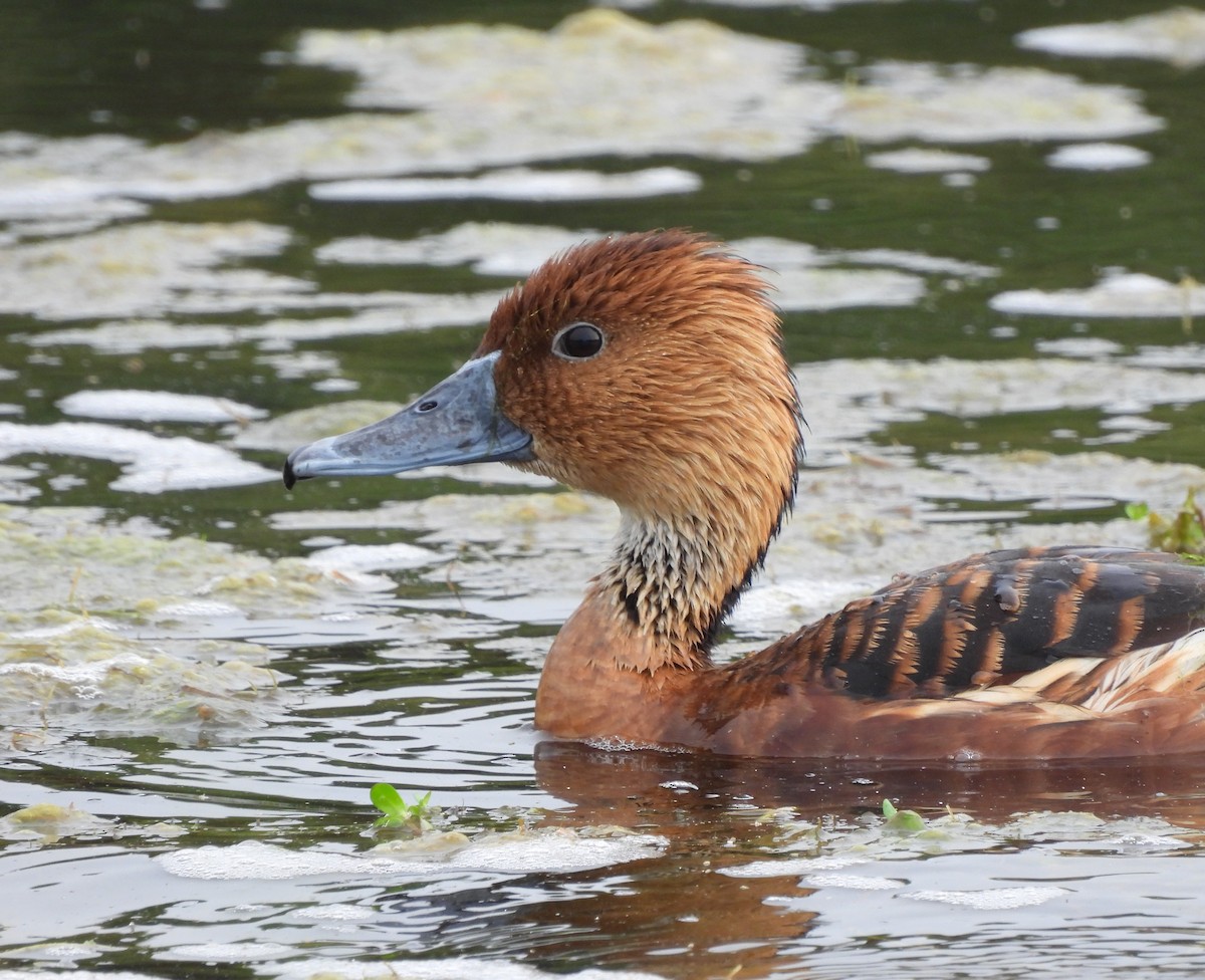 Fulvous Whistling-Duck - ML617490536