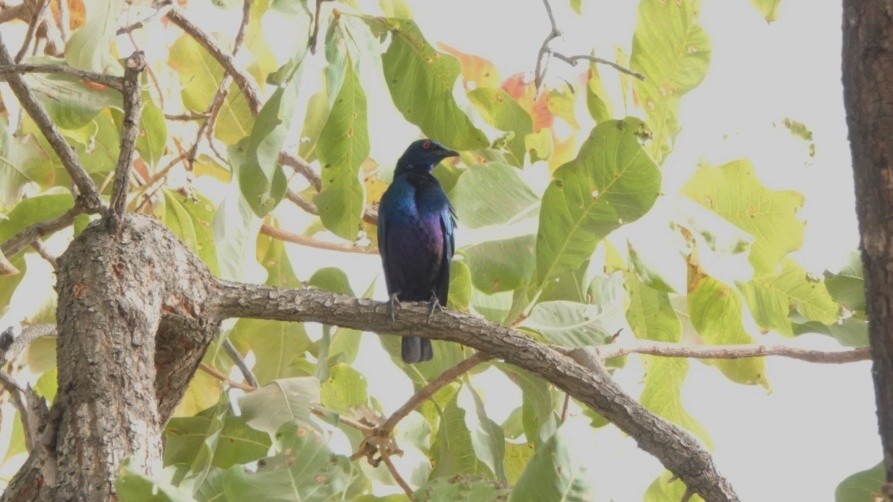 Bronze-tailed Starling - ML617490589