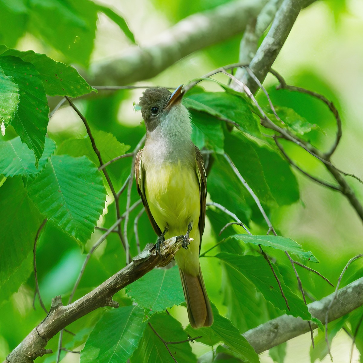 Great Crested Flycatcher - ML617490624