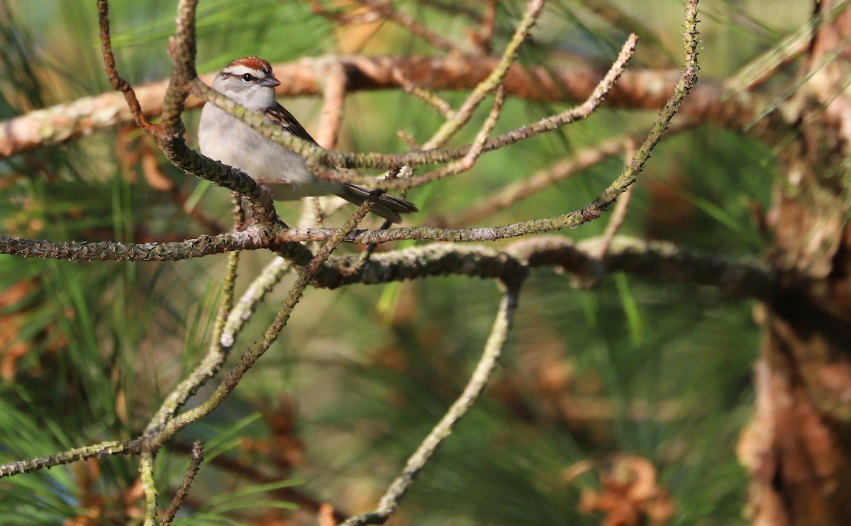 Chipping Sparrow - ML617490646