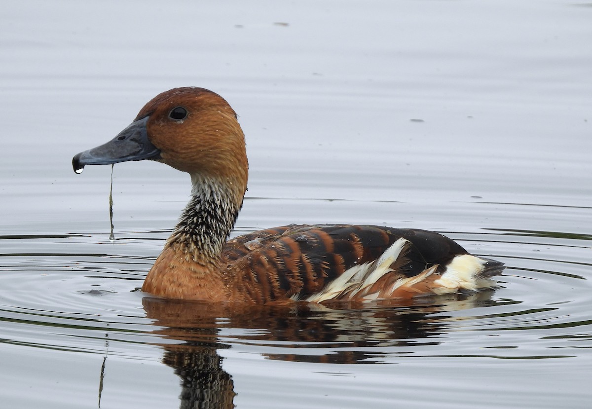 Fulvous Whistling-Duck - ML617490647