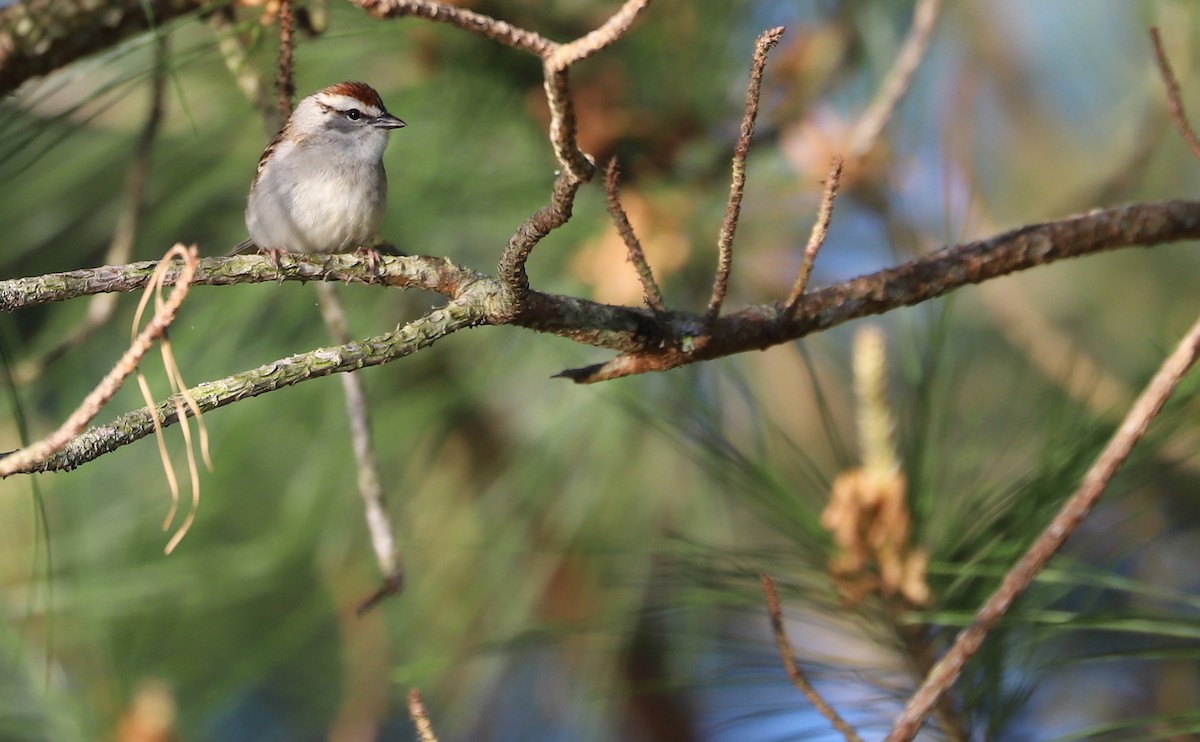 Chipping Sparrow - ML617490656