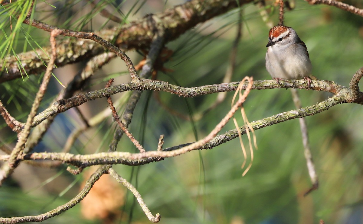 Chipping Sparrow - ML617490664
