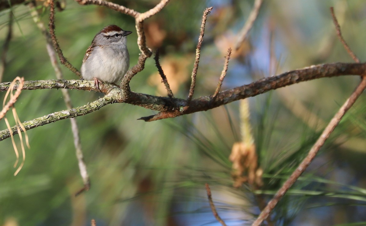 Chipping Sparrow - ML617490671