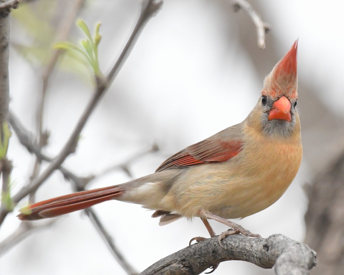 Northern Cardinal - Ted Wolff