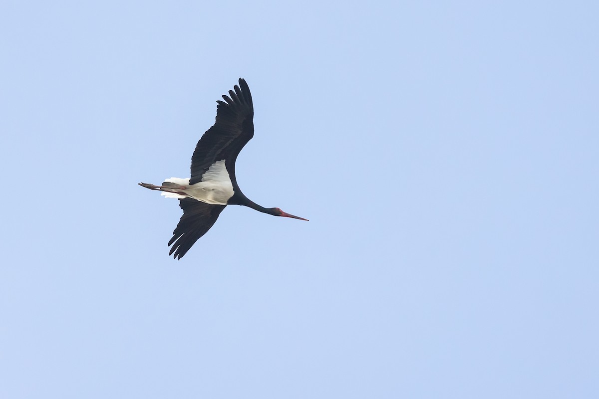 Black Stork - ML617490761