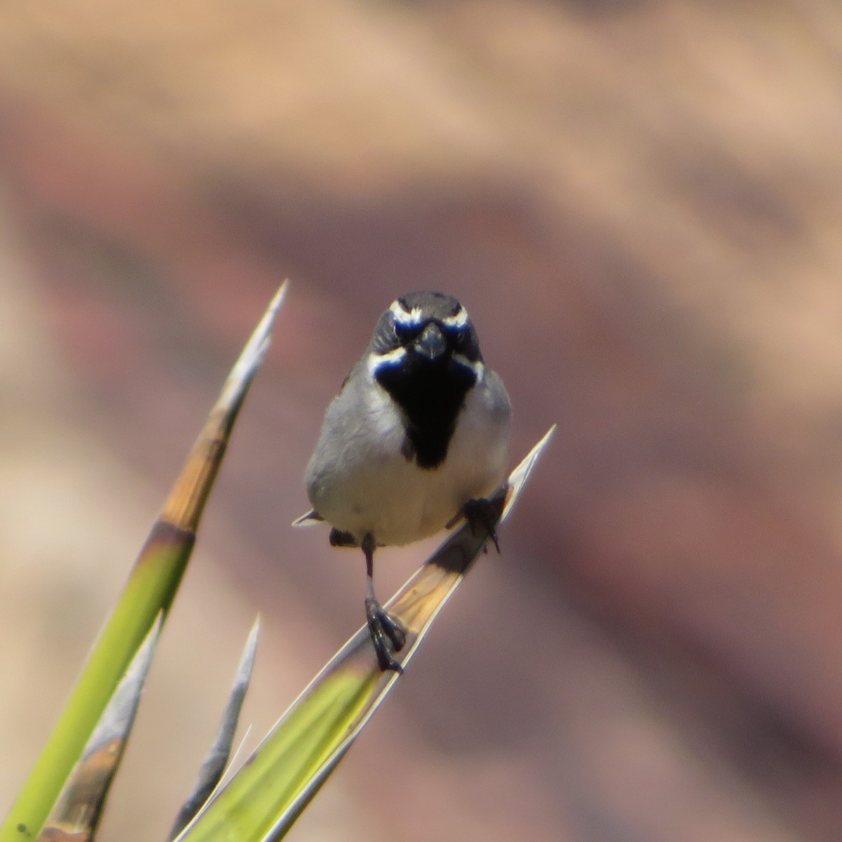 Black-throated Sparrow - Lisa Anderson
