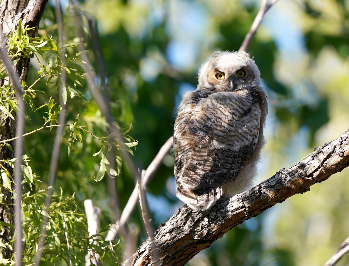 Great Horned Owl - ML617490878