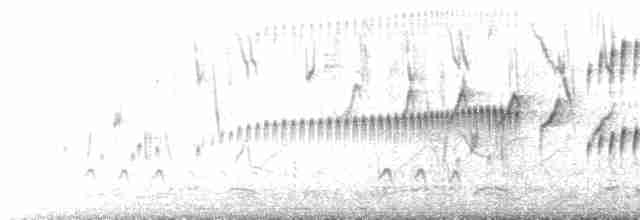 Slender-billed Tyrannulet - ML617490887