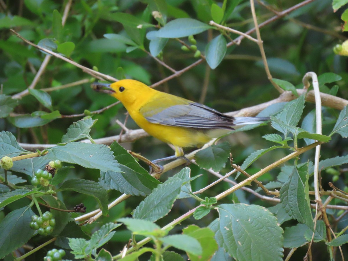 Prothonotary Warbler - ML617490923