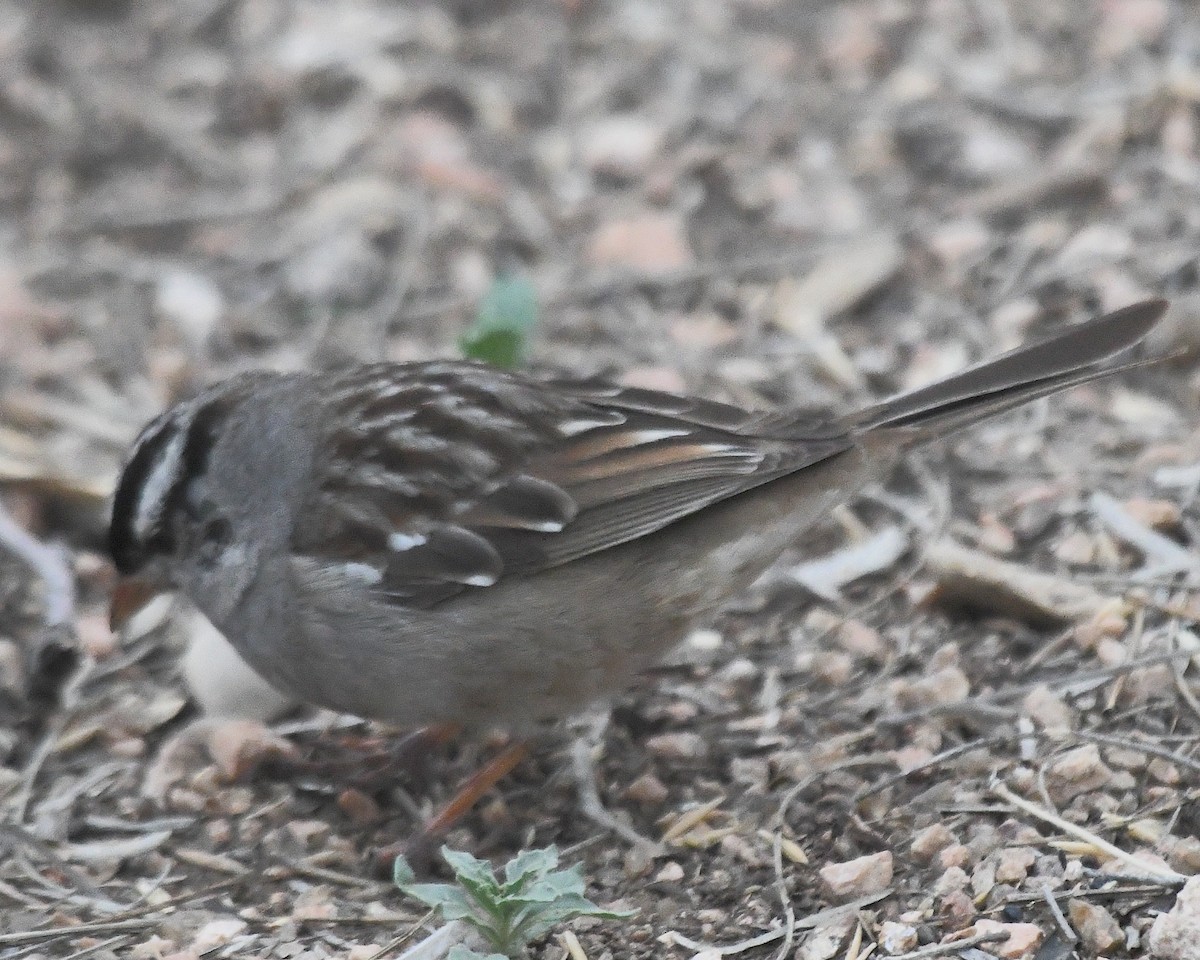 White-crowned Sparrow - ML617490935