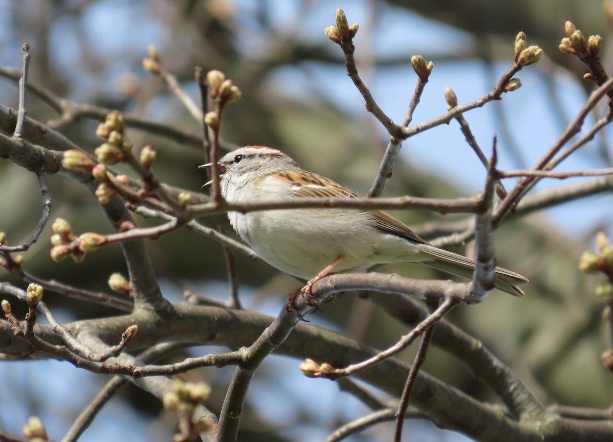 Chipping Sparrow - ML617491024