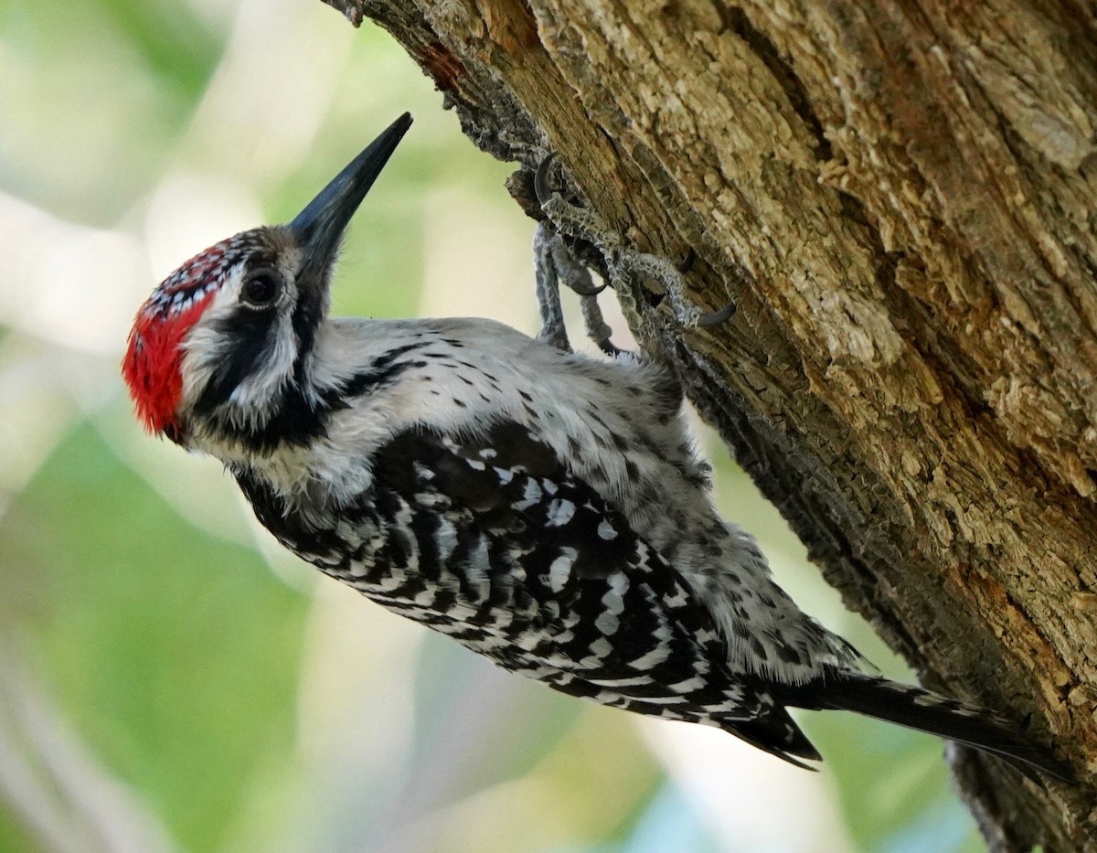 Ladder-backed Woodpecker - Sibylle Hechtel