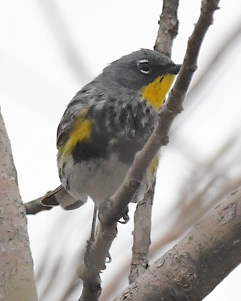 Yellow-rumped Warbler (Audubon's) - ML617491065