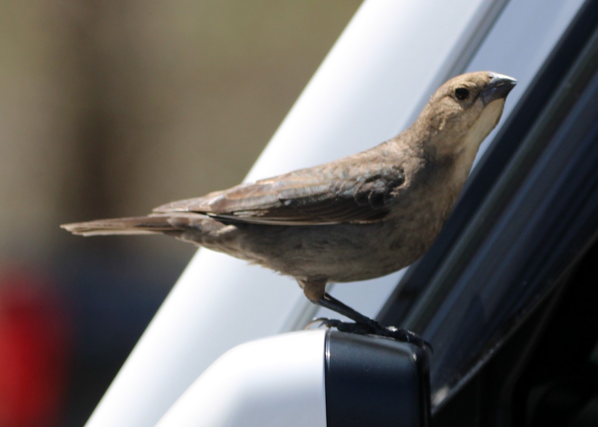 Brown-headed Cowbird - NE Ohio Duck Tracker - JUDY   ( ')>