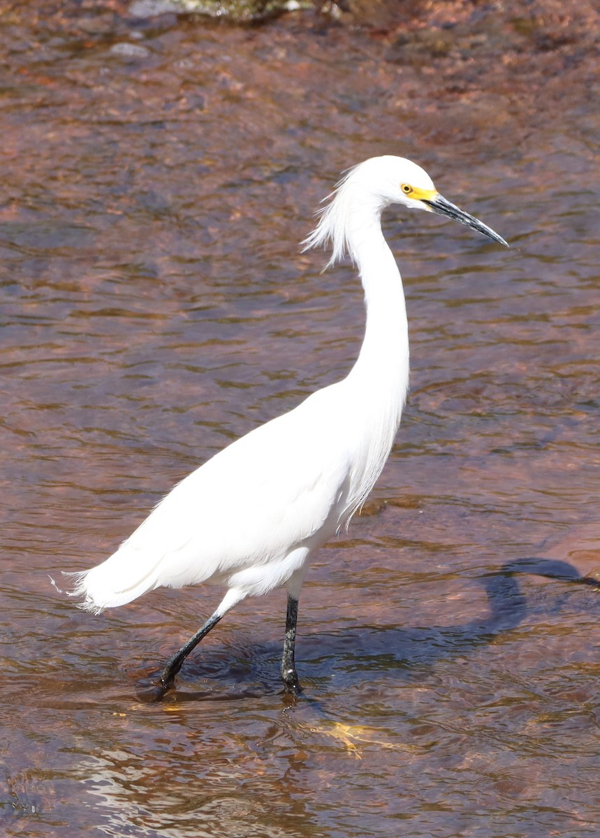 eBird Checklist - 16 Apr 2024 - Martin Park Nature Center - 23 species