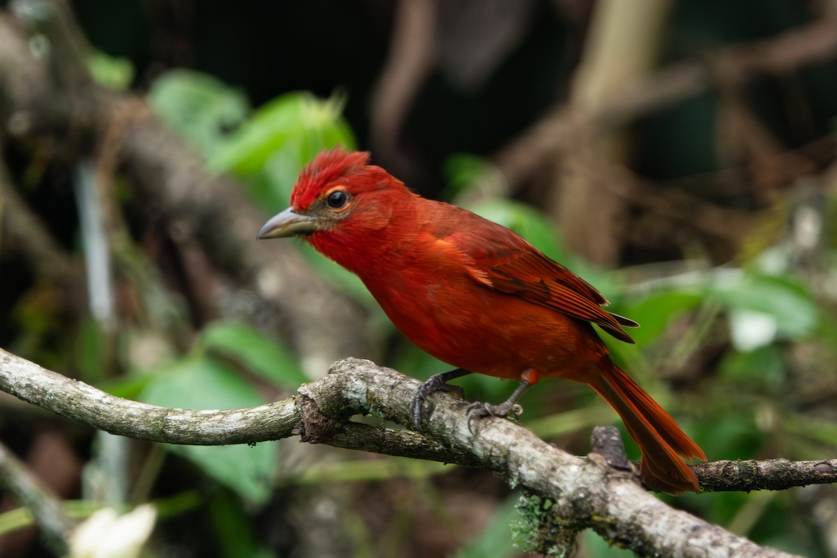 Hepatic Tanager - ML617491104