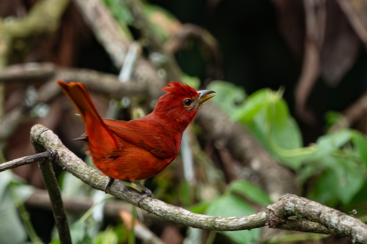 Hepatic Tanager - ML617491105