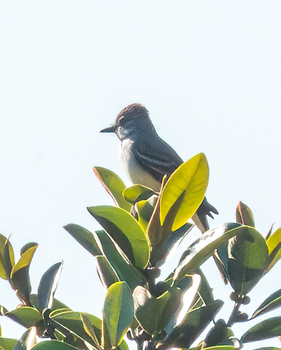 Ash-throated Flycatcher - Mary-Rose Hoang