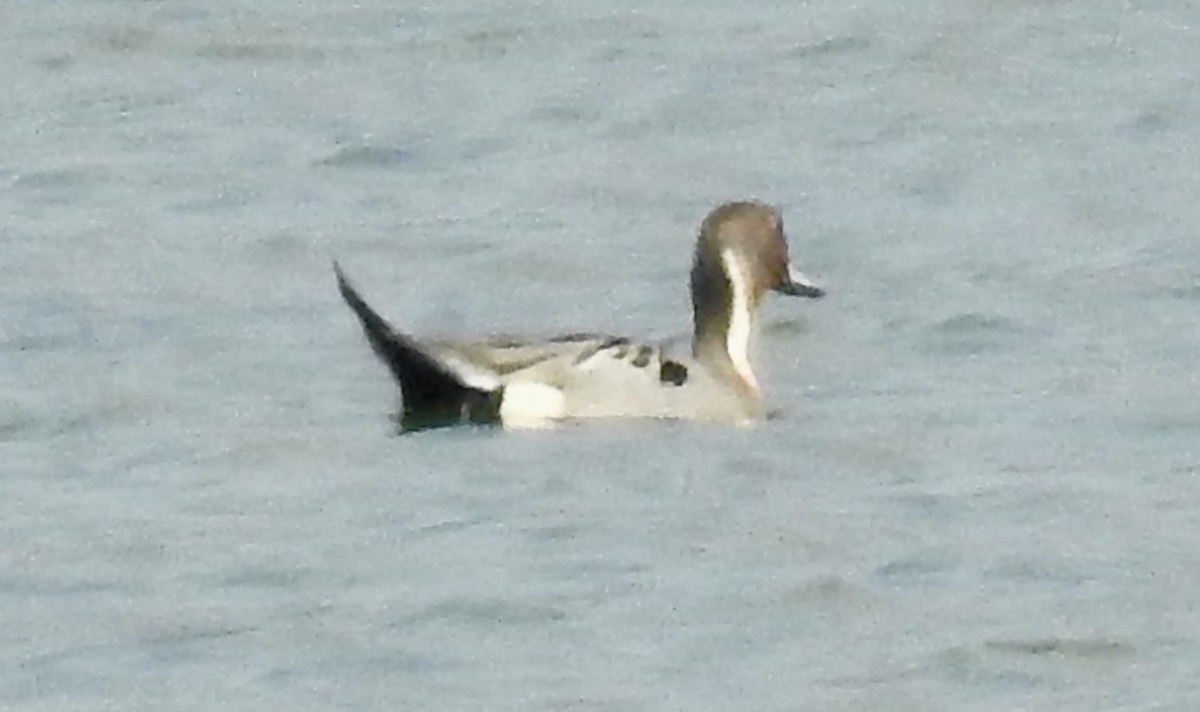 Northern Pintail - Tomohide Cho