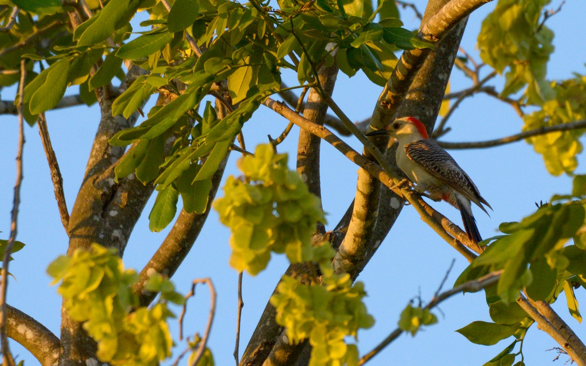 Golden-fronted Woodpecker (Velasquez's) - ML617491213