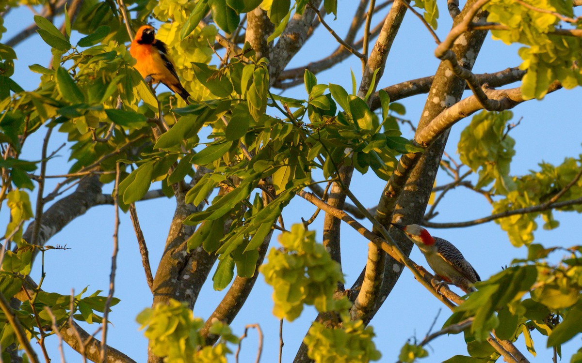 Golden-fronted Woodpecker (Velasquez's) - ML617491214