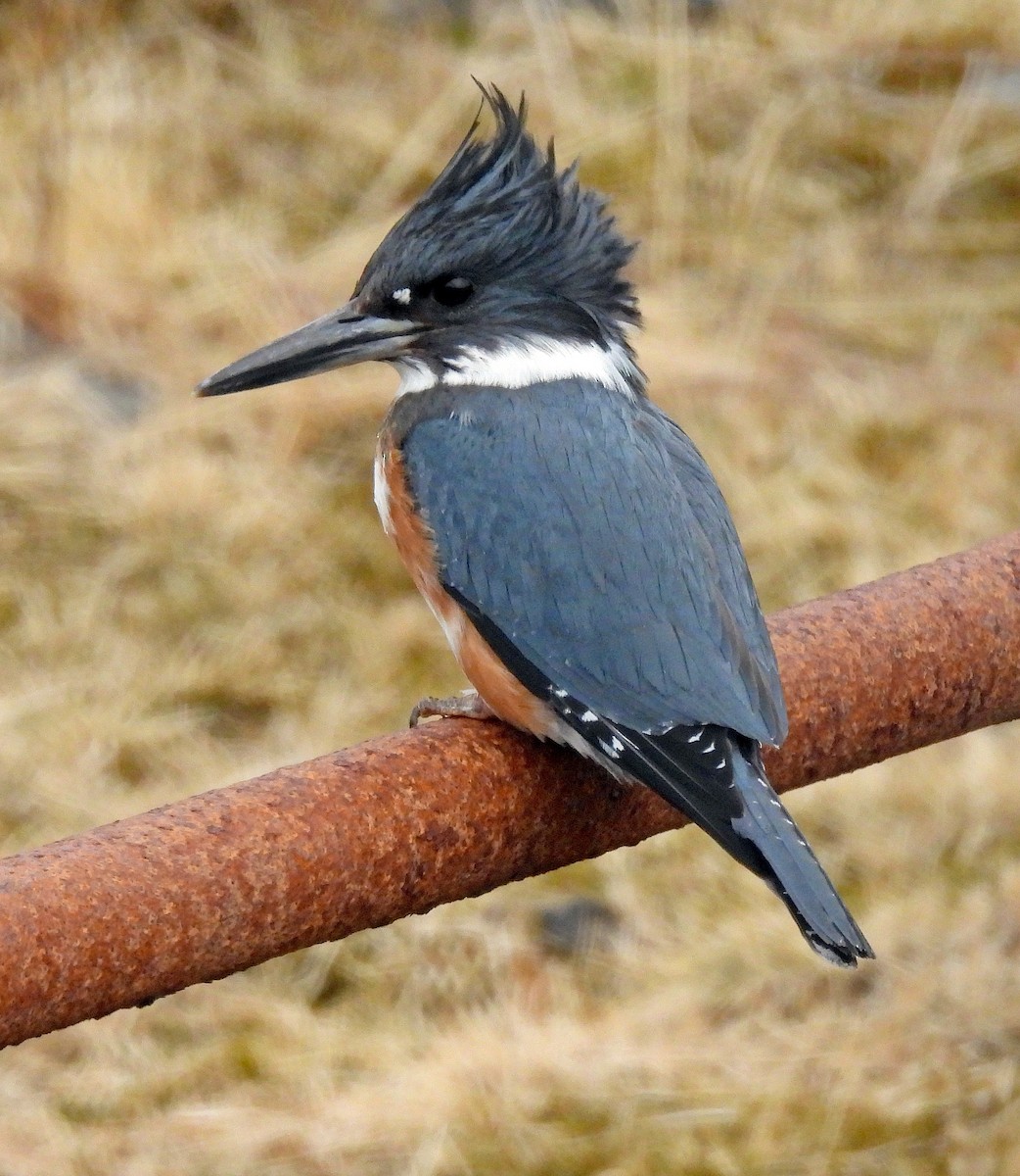 Belted Kingfisher - ML617491215