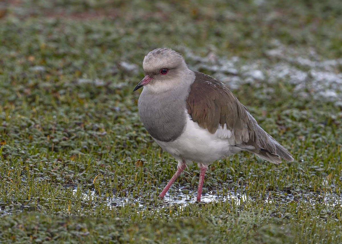 Andean Lapwing - ML617491252