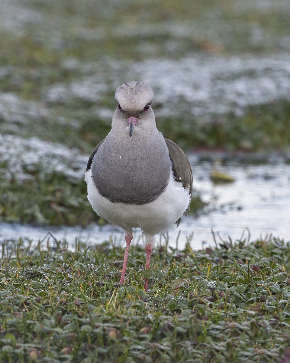 Andean Lapwing - ML617491256