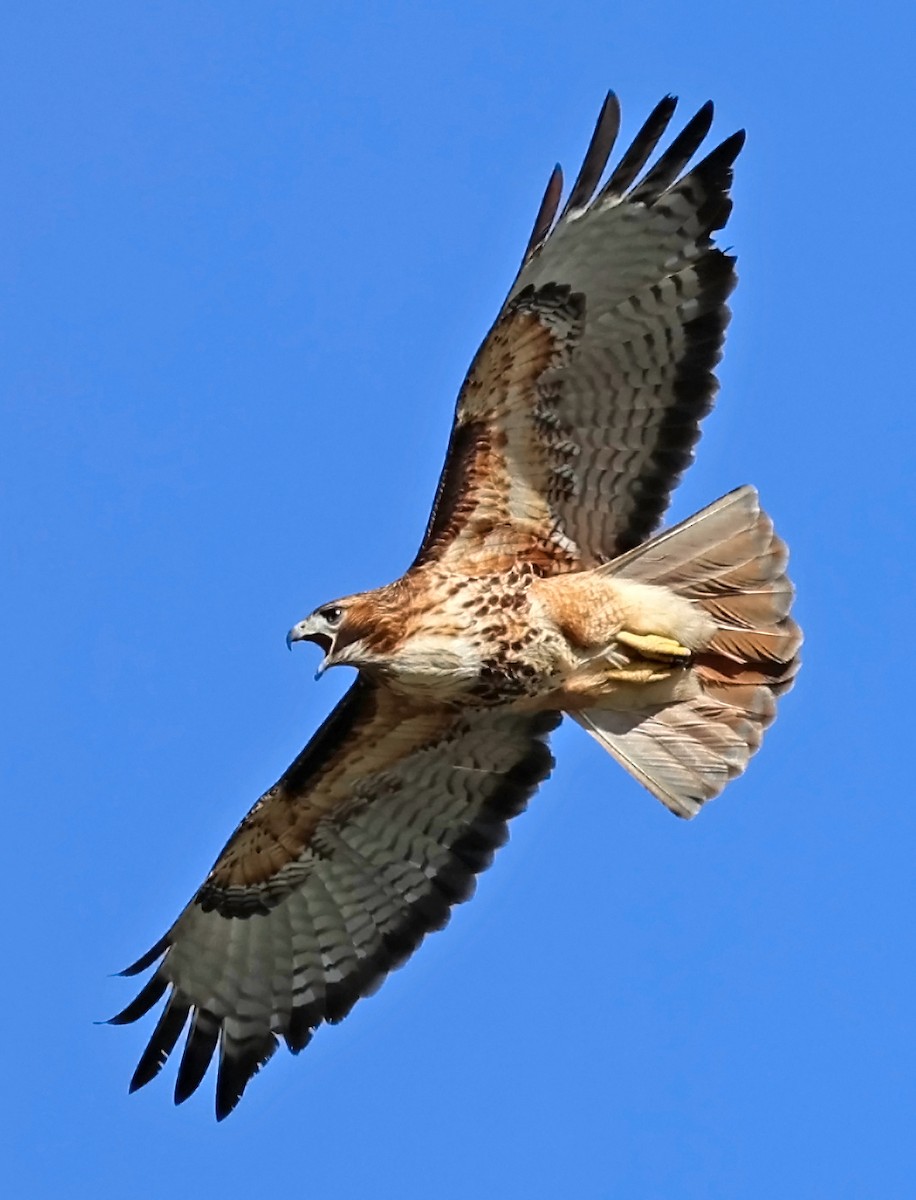 Red-tailed Hawk - ML617491260