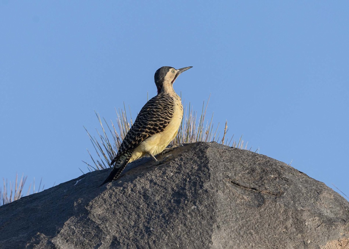 Andean Flicker (Southern) - ML617491261
