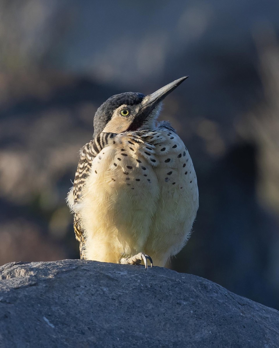 Andean Flicker (Southern) - ML617491262