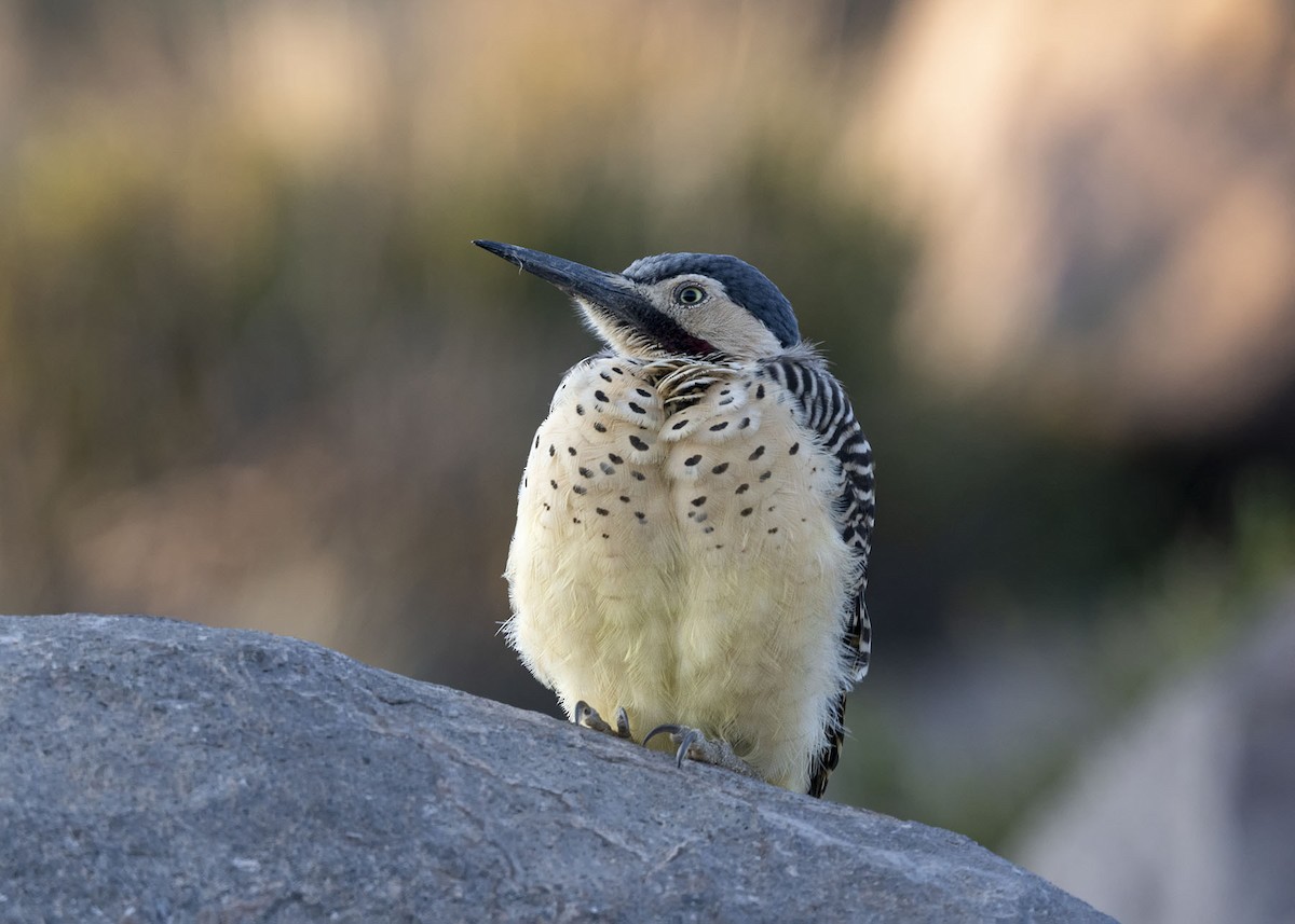 Andean Flicker (Southern) - ML617491263