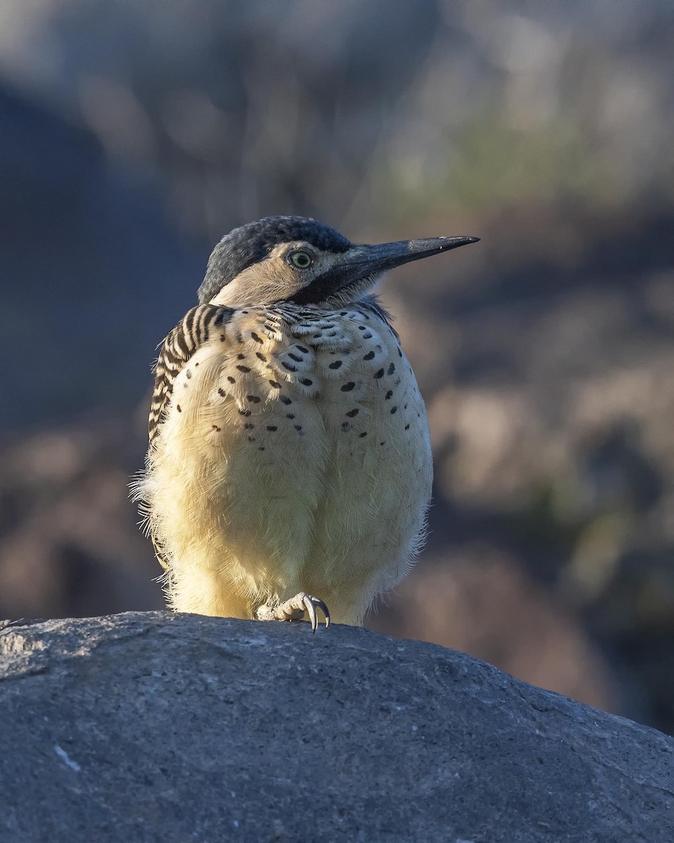 Andean Flicker (Southern) - ML617491264