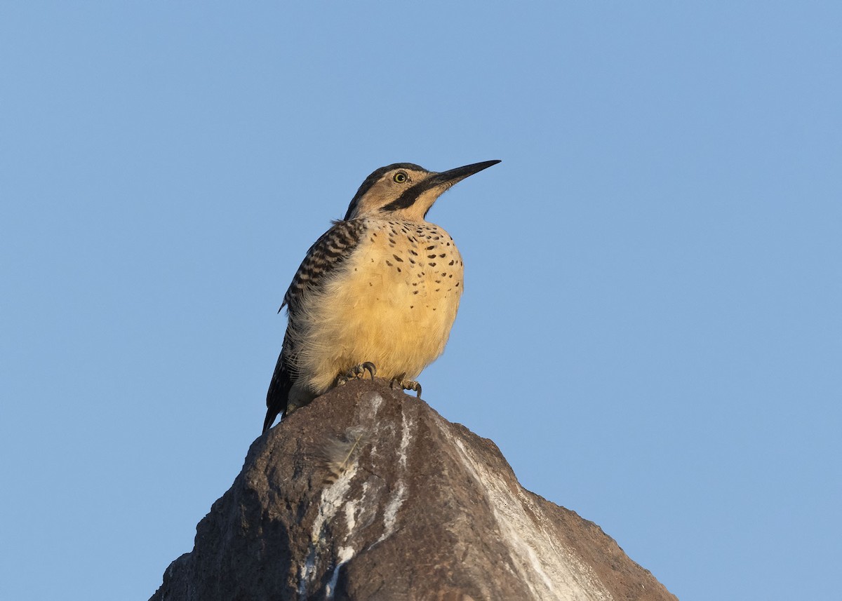 Andean Flicker (Southern) - ML617491265