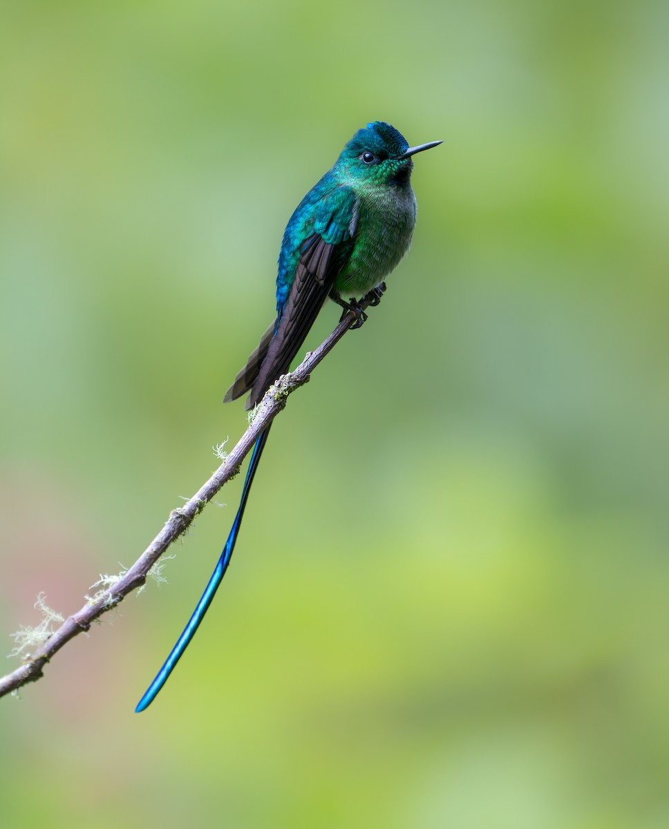 Long-tailed Sylph - Stephen Menzie