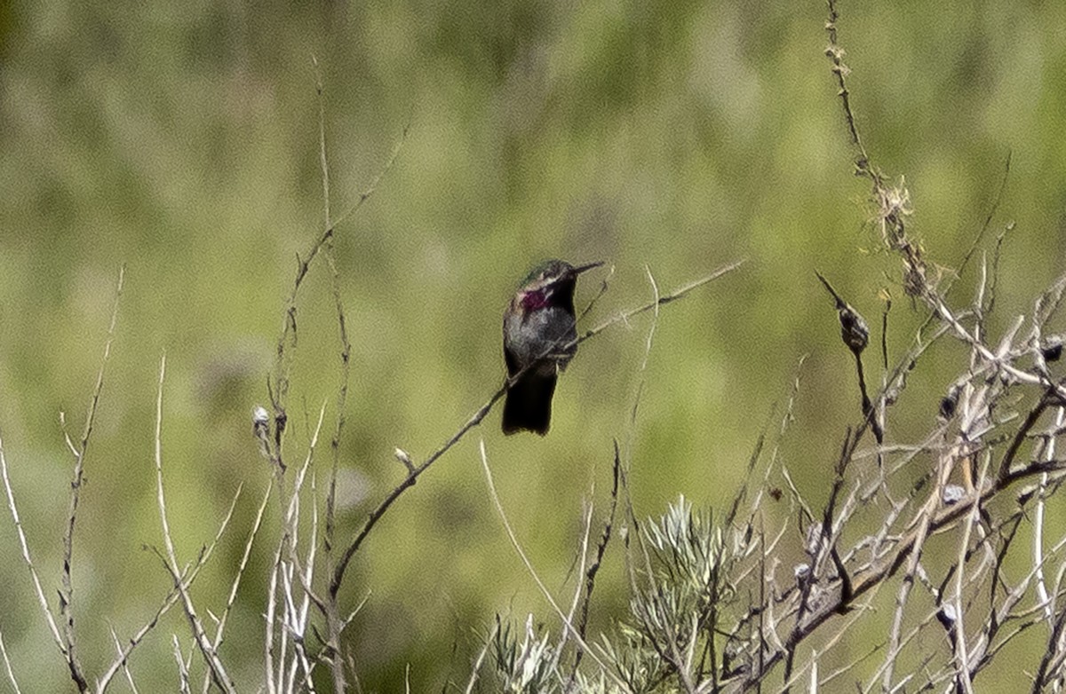 Calliope Hummingbird - ML617491293