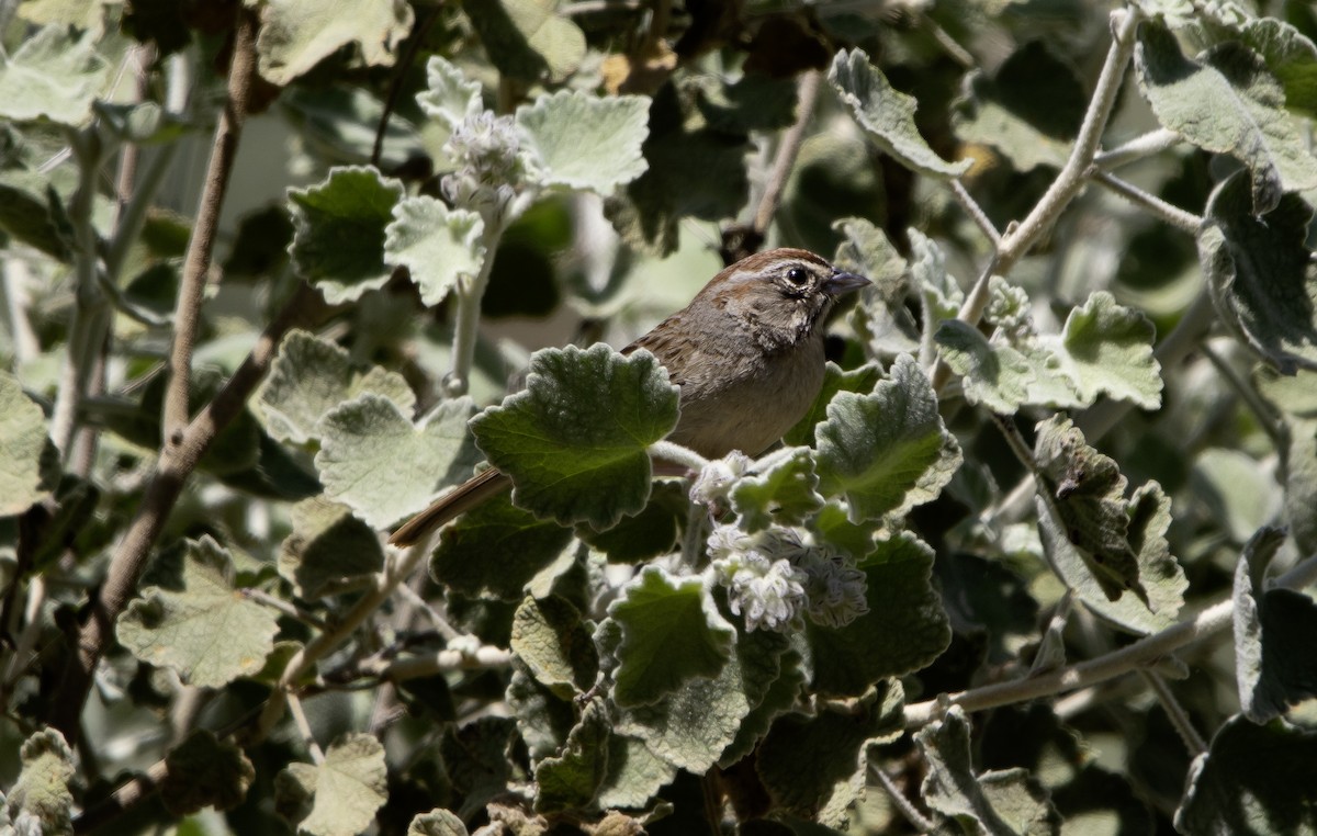 Rufous-crowned Sparrow - ML617491347