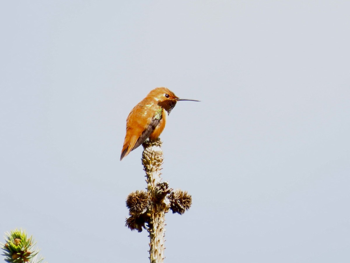 Rufous Hummingbird - Merlyn (J.J.) Blue