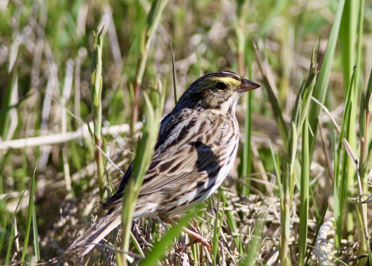Savannah Sparrow - ML617491359