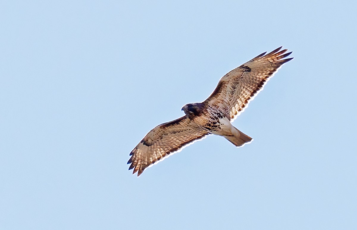 Red-tailed Hawk - ML617491381