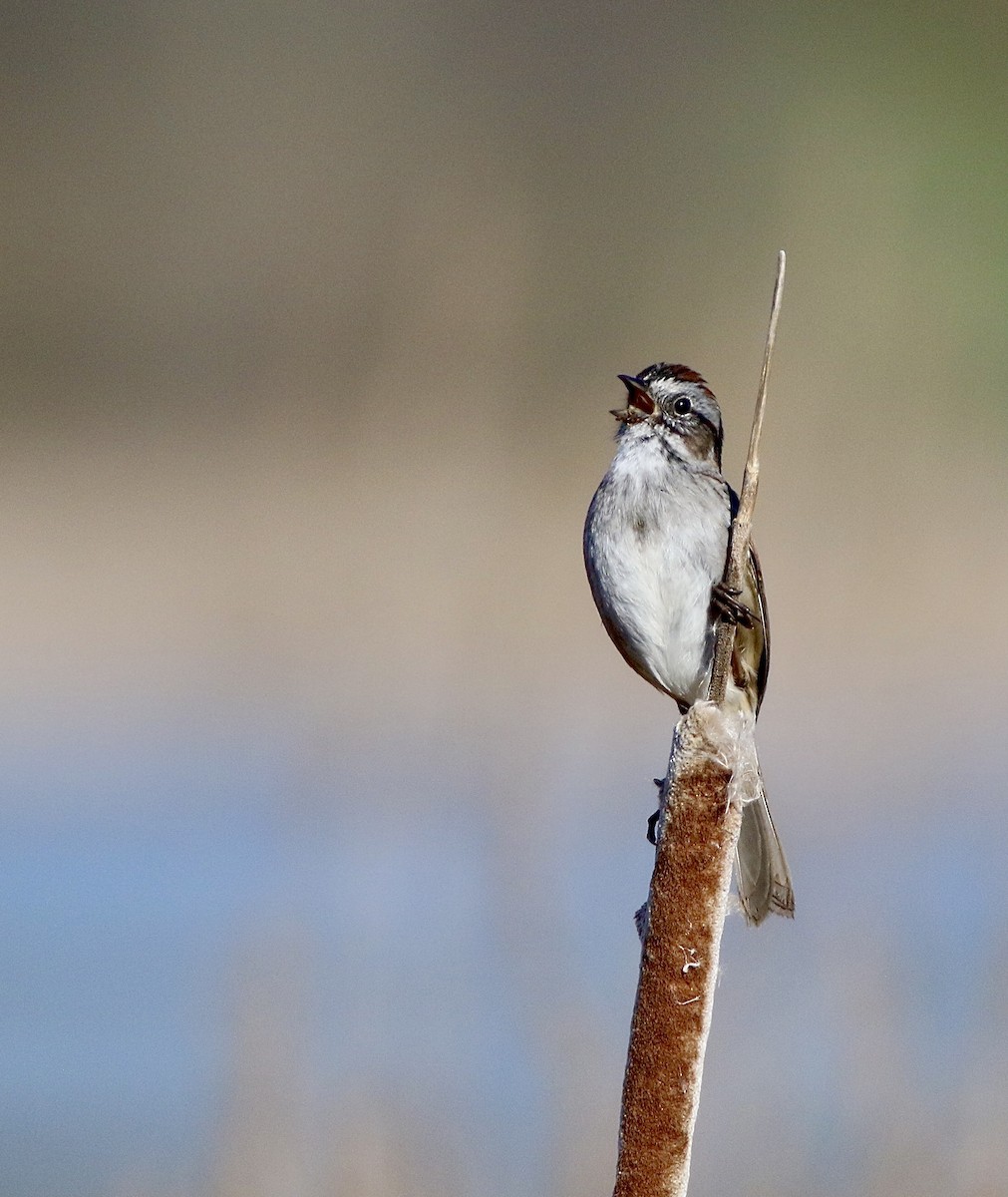 Swamp Sparrow - ML617491387