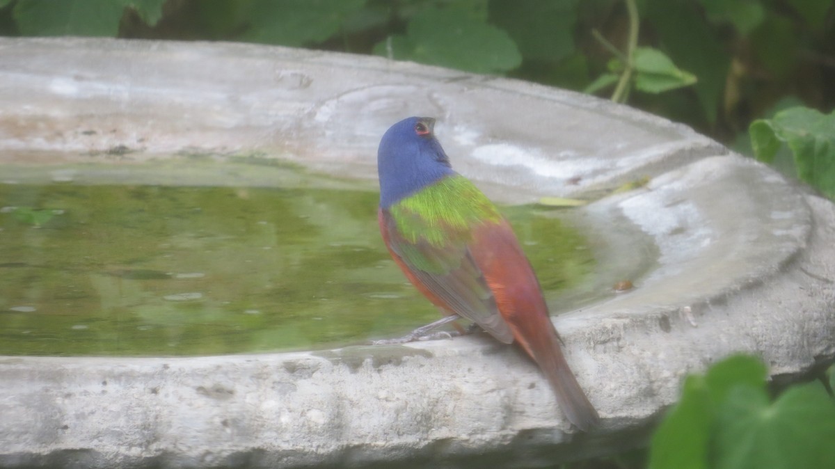 Painted Bunting - ML617491402