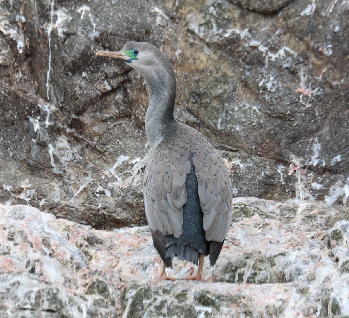 Spotted Shag - ML617491408