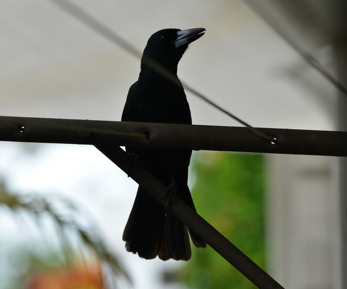 Чёрная флейтовая птица - ML617491504