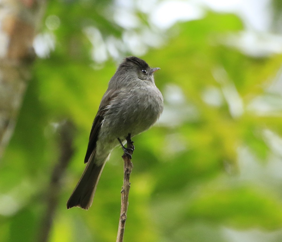 Southern Tropical Pewee - ML617491507
