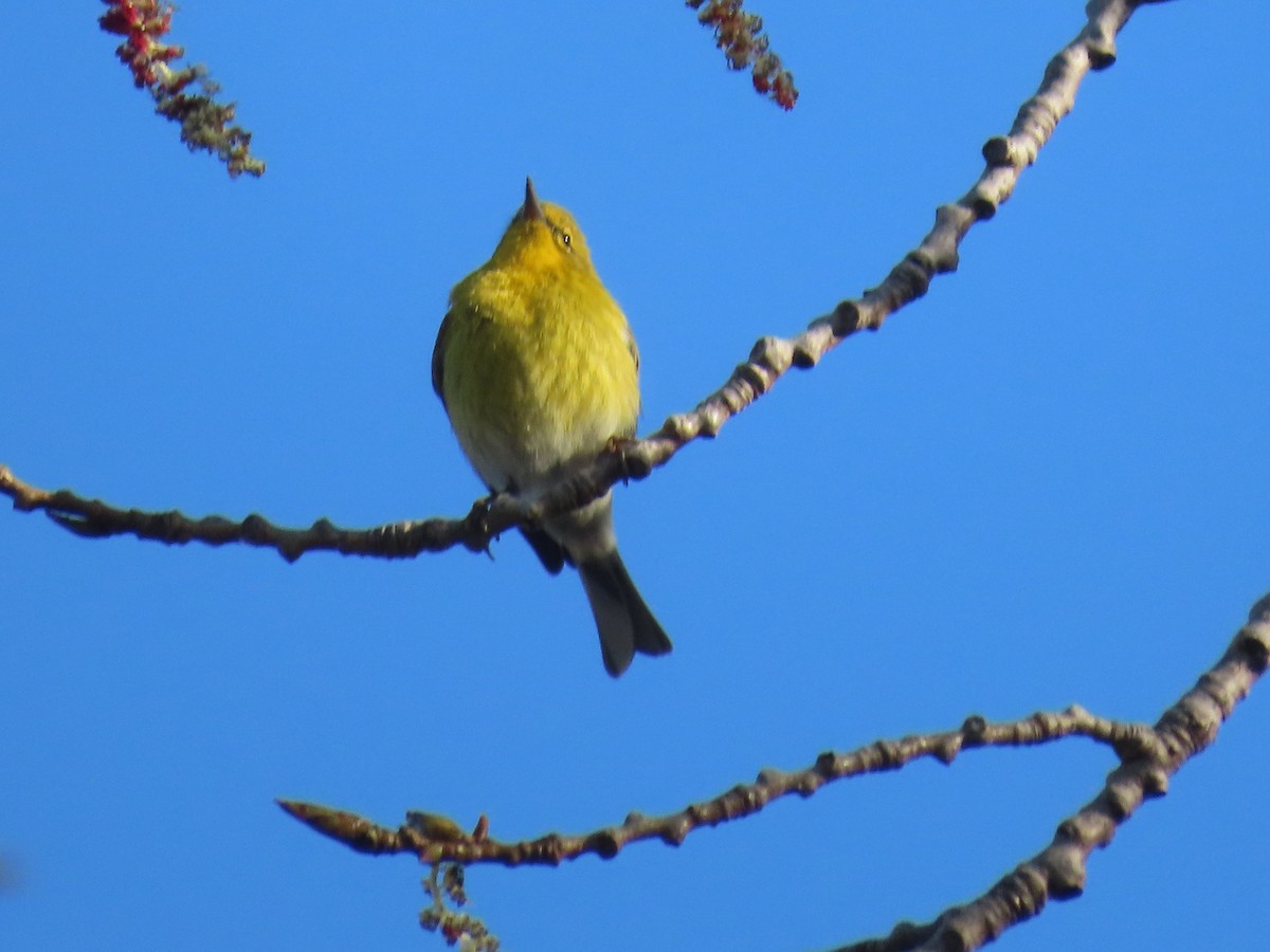 eBird Checklist 16 Apr 2024 Headlands Beach SPShipman Pond 27