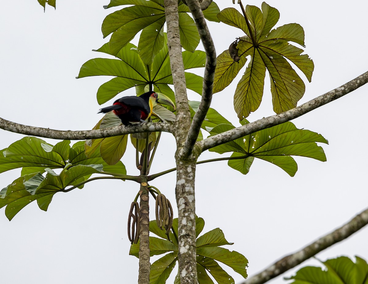Red-breasted Toucan - ML617491607