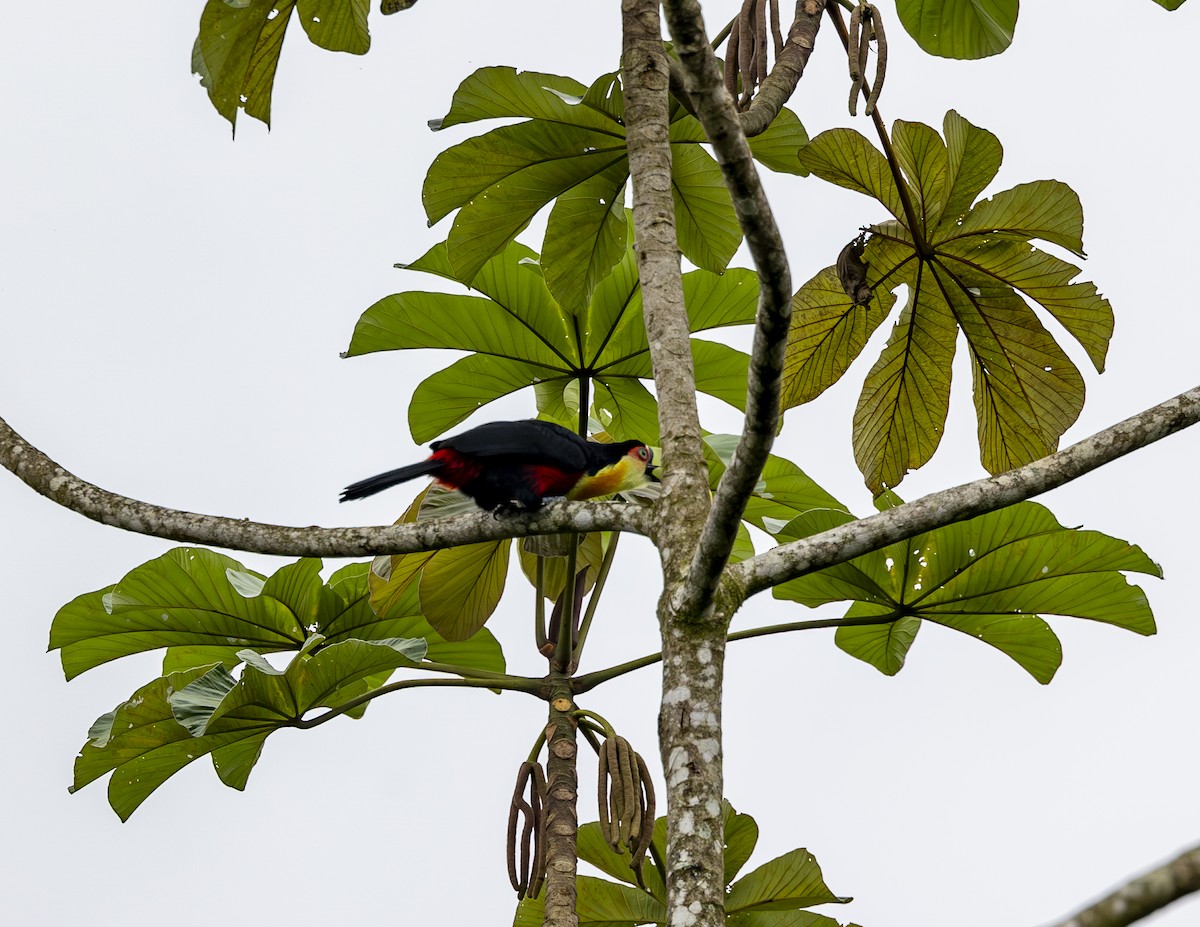 Red-breasted Toucan - ML617491608